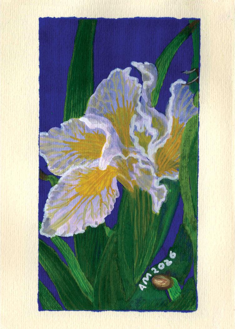 An floral artwork depicting two white and yellow iris flowers with green leaves against a deep blue background, centered on a cream textured field.